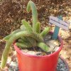 Cleistocactus winteri-